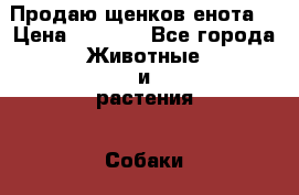 Продаю щенков енота. › Цена ­ 5 000 - Все города Животные и растения » Собаки   . Белгородская обл.